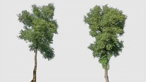 Real Tree isolated on the wind MIX 144-145 Stock Footage 139118881