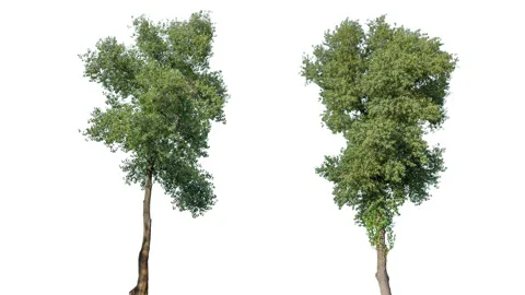 Real Tree isolated on the wind MIX 144-145 4K on white background Stock Footage 139147658