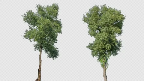 Real Tree isolated on the wind MIX 144-145 4K Stock Footage 139161537