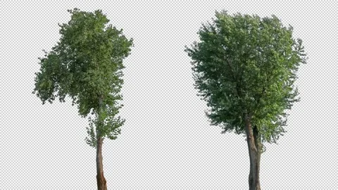 Real Tree isolated on the wind mix 143-146 Stock Footage 139172700