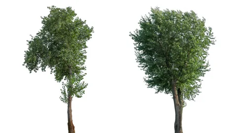 Real Tree isolated on the wind mix 143-146 on white background Stock Footage 139177691