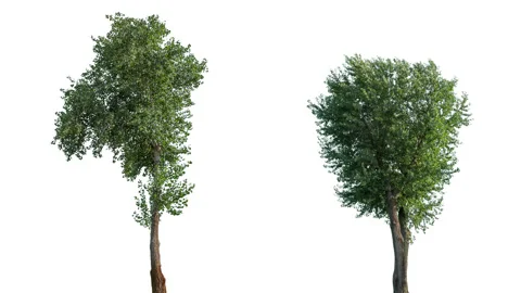 Real Tree isolated on the wind MIX 143-146 4K on white background Stock Footage 139186671