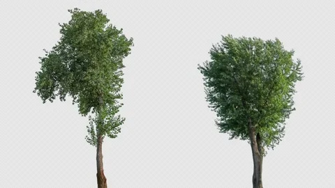 Real Tree isolated on the wind MIX 143-146 4K Stock Footage 139189851