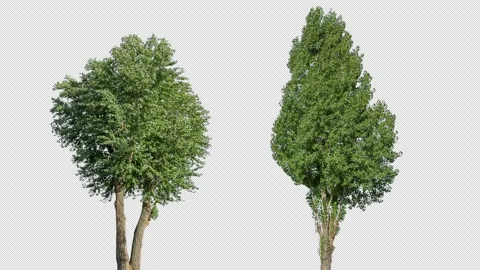 Real Tree isolated on the wind MIX 138-139 4K Stock Footage 139305925