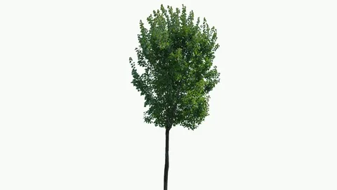 Real Tree isolated on the wind on white background Stock Footage 93854961