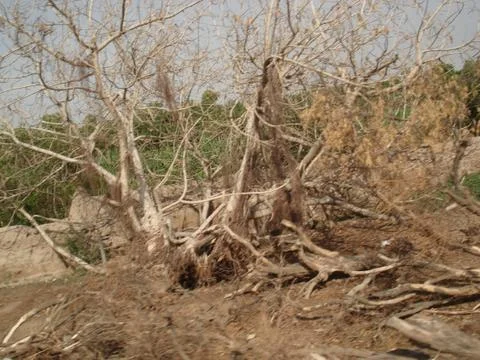 The real tree Stock-Fotos