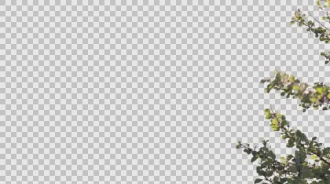 Real Tree Rustling in the Breeze Foreground Pre-Keyed Alpha Transparency Element Stock Footage 65295830