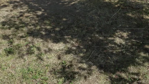 Real tree shadows on grass at midday in summer Stock Footage 156911736