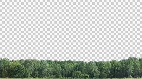 Real trees isolated 1 (medium wind) Stock Footage 47339749