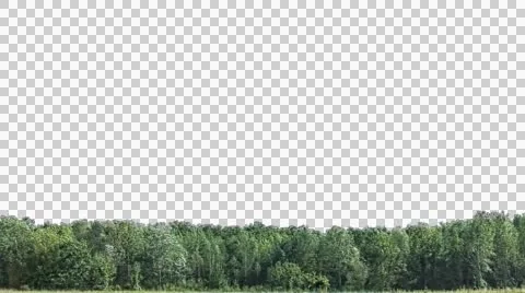 Real trees isolated 2 (strong wind) Stock Footage 47339732