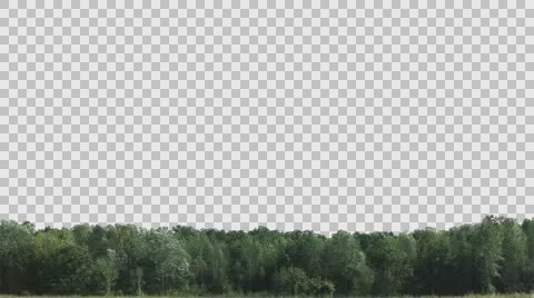 Real trees isolated 2 (Strong wind) Stock Footage 57092819