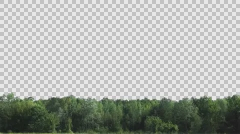 Real trees isolated 3 (Strong wind) Stock Footage 57095465