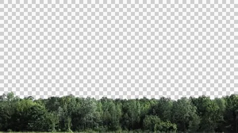 Real trees isolated 3(strong wind) Stock Footage 48061990