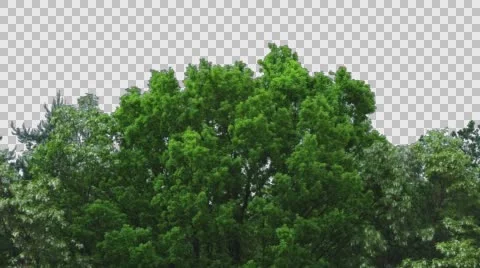 Real Trees Isolated 7 Stock Footage 63539090