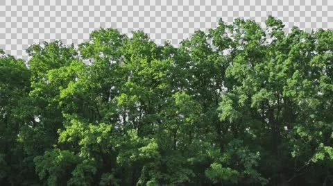 Real Trees Isolated  Stock Footage 64152828
