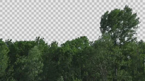 Real Trees Isolated On The Wind 10 Stock Footage 64738592