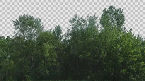Real Trees Isolated On The Wind 11 Stock Footage 64738441