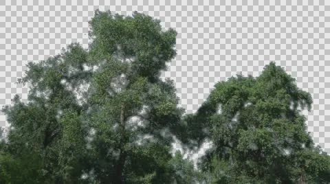 Real Trees Isolated On The Wind 13 Stock Footage 64739923