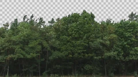 Real Trees Isolated On The Wind 5 Stock Footage 64738391