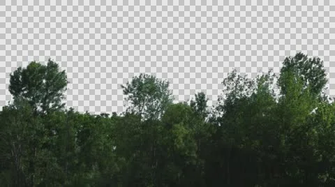 Real Trees Isolated On The Wind  Stock Footage 64738565