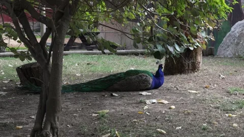 A real turkey is lying on the ground in a field. wildlife, conservation Stock Footage 303842716
