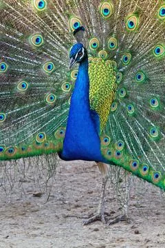 Real Turkey Foto stock