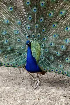 Real Turkey 写真素材