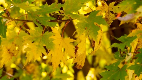 Real Video of Lush Maple Leaves in Autumn Stock Footage 319612440