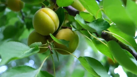 Real Video of Refreshing Morning Setting Stock Footage 319612689