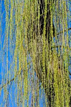 Real weeping willow Stock Photos