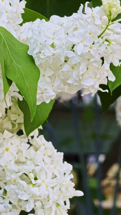 Real White Lilacs in a Fresh Spring Breeze for Stories and Reels Stock-Footage 336900012