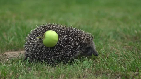 Real wild hedgehog with an apple on the back. Walks on green grass Stock Footage 113973045