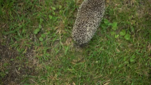 Real wild hedgehog walks on the grass view from above 库存影片 113972827