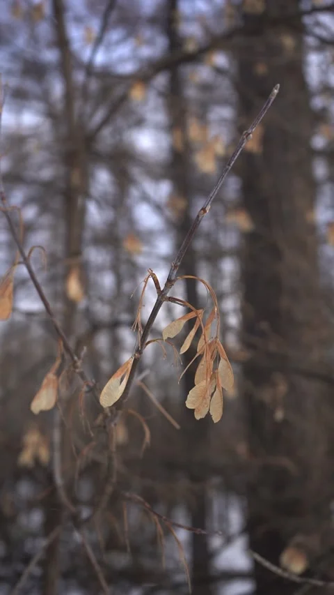 Real winter background: Dry ash catkin on a clear winter day.  Stock Footage 169647327