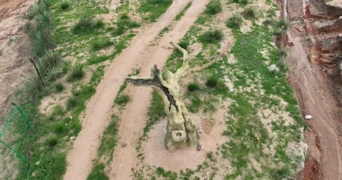 Real-world video: Aerial View Of Dead Tree In Dry Riverbed Vidéo 312929541