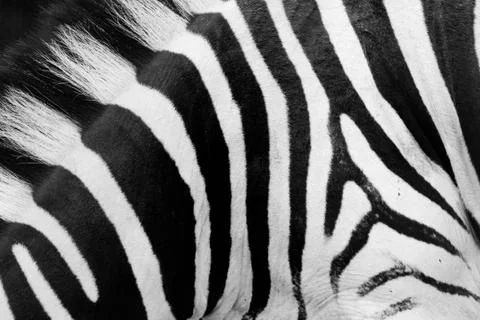 Real zebra pattern close-up. black and white stripes background Stock Photos