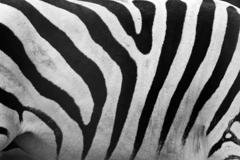 Real zebra pattern close-up. black and white stripes background Stock Photos
