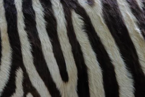 Real zebra skin pattern texture for background image Stock Photos