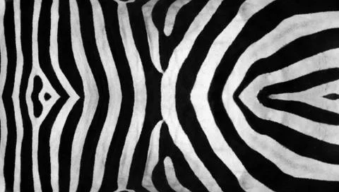 Real zebra stripes pattern texture Stock Photos