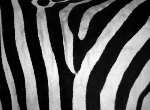 Real zebra stripes pattern texture 스톡 사진