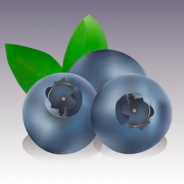 Realisctic vector Blueberry Stock Illustration