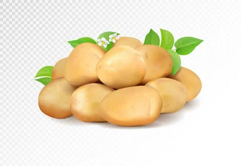 Realisic vector potatoes grope on transparent background. Potato with leaf and Stock Illustration