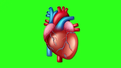Realistic 3D Anatomical Human Heart Pulsing on Green Screen Background Stock Footage 340181625