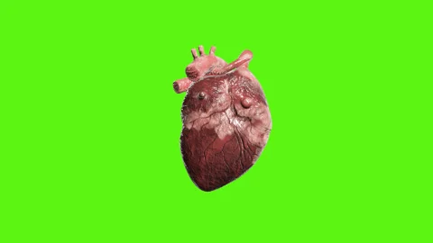 Realistic 3D Anatomical Human Heart Pulsing on Green Screen Background Stock Footage 343876459