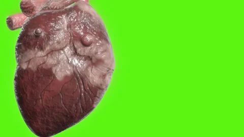 Realistic 3D Anatomical Human Heart Pulsing on Green Screen Background Stock Footage 343876819
