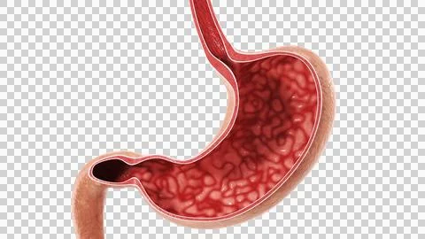 Realistic 3D Anatomical Section of Human Stomach on Transparent Background Ilustração Stock