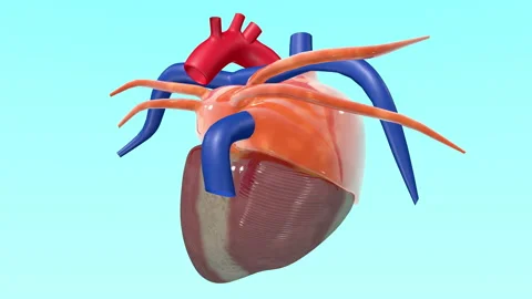 Realistic 3D animated pulsating Heart Beat pumping action with rotation Stock-Footage 138584092