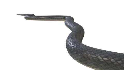 Realistic 3D Animation of  a Crawling Black Mamba With Alpha Channel. Stock Footage 84258988