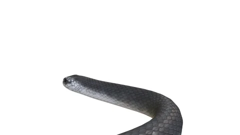 Realistic 3D Animation of  a Crawling Black Mamba With Alpha Channel. Stock Footage 84258994