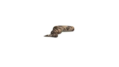 Realistic 3D Animation of  a Crawling Boa Constrictor With Alpha Channel. Stock Footage 84280201